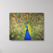 Peacock Canvas Print (Voorkant)