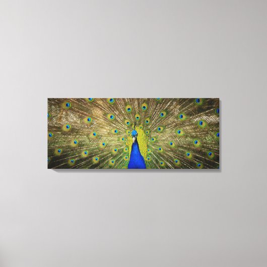 Peacock Canvas Print (Voorkant)