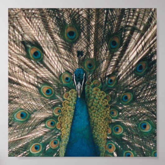 PEACOCK CANVAS PRINT (Voorkant)