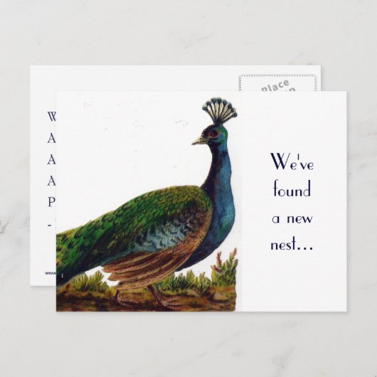  Peacock Change of Address-Briefkaart Aankondigingskaart (Voorkant / Achterkant)