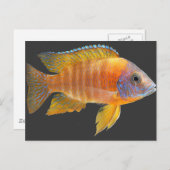 Peacock Cichlid Briefkaart (Voorkant / Achterkant)
