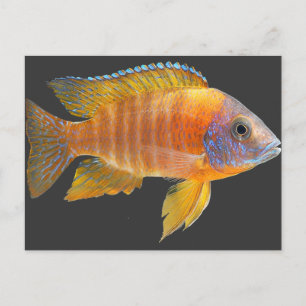 Peacock Cichlid Briefkaart