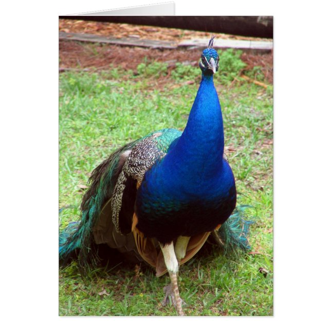 Peacock Closeup (Voorkant)