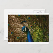 Peacock Closeup Briefkaart (Voorkant / Achterkant)