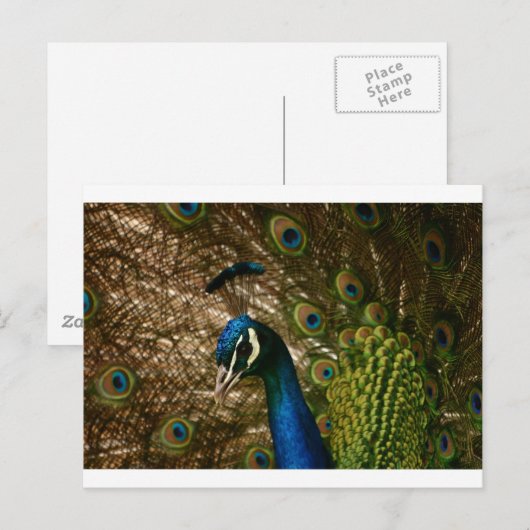 Peacock Closeup Briefkaart (Voorkant / Achterkant)