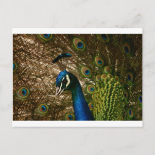 Peacock Closeup Briefkaart