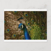 Peacock Closeup Briefkaart (Voorkant)