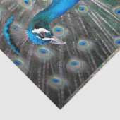 Peacock Colorful Close-up Tissuepapier (Detail)