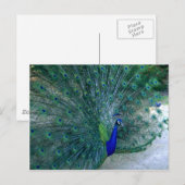 Peacock Dance Briefkaart (Voorkant / Achterkant)