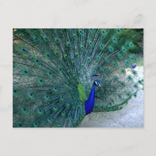 Peacock Dance Briefkaart (Voorkant)
