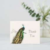 Peacock Dank u  illustratie Briefkaart (Staand voorkant)