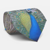 Peacock (de ene) stropdas (Opgerold)