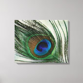 Peacock-doether Canvas Afdruk (Voorkant)