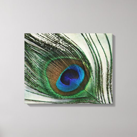 Peacock-doether Canvas Afdruk (Voorkant)