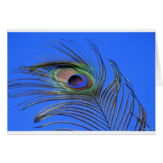 Peacock-doetherfoto (Voorkant Horizontaal)