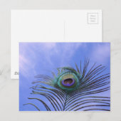 Peacock-doetherfoto Briefkaart (Voorkant / Achterkant)