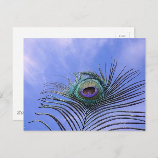 Peacock-doetherfoto Briefkaart (Voorkant / Achterkant)