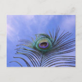 Peacock-doetherfoto Briefkaart (Voorkant)