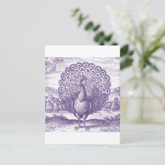 Peacock, een  gravure briefkaart (Staand voorkant)