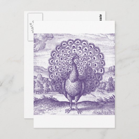 Peacock, een  gravure briefkaart (Voorkant / Achterkant)