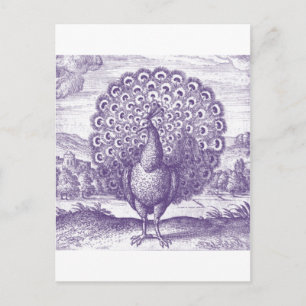 Peacock, een  gravure briefkaart
