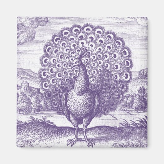 Peacock, een gravure magneet (Voorkant)