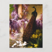 Peacock en Doves in een tuin Briefkaart (Voorkant)