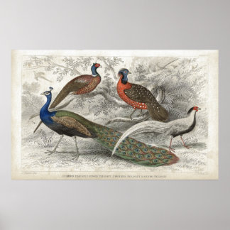 Peacock en fazanten Antiek Lithograafdruk Poster