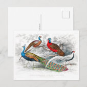 Peacock en fazanten - Oliver Goldsmith -  Briefkaart (Voorkant / Achterkant)