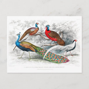 Peacock en fazanten - Oliver Goldsmith - Briefkaart