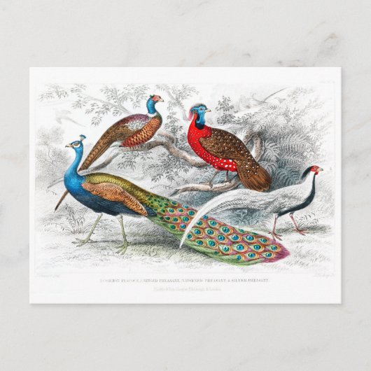 Peacock en fazanten - Oliver Goldsmith -  Briefkaart (Voorkant)