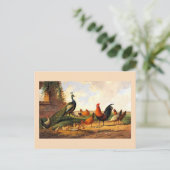 Peacock en kippen briefkaart (Staand voorkant)