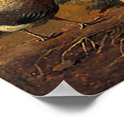 Peacock en kippen poster (Hoek)