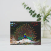 Peacock en Peacock Butterfly Briefkaart (Staand voorkant)