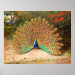 Peacock en Peacock Butterfly Poster