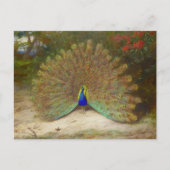 Peacock en Peacock Vlinder, Kunstillustratie Briefkaart (Voorkant)