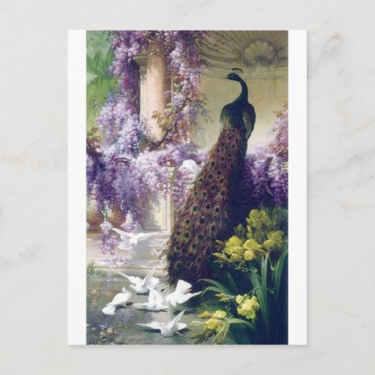 Peacock en witte duven schilderen vogels briefkaart (Voorkant)