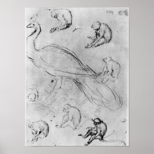 Peacock en zes apen poster