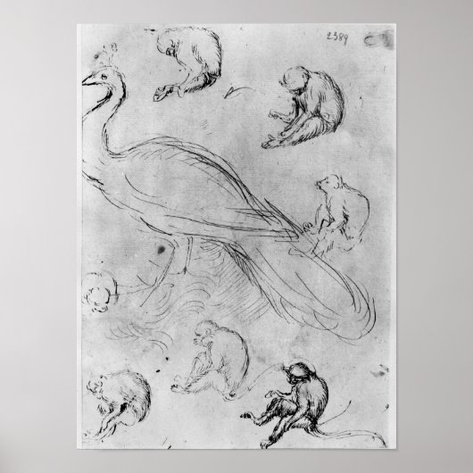 Peacock en zes apen poster (Voorkant)