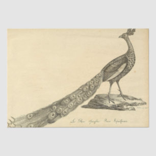 Peacock Ephemera-ontkoppeling Tissuepapier