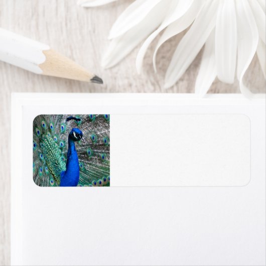 Peacock Etiket (Insitu)