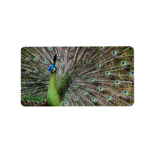 Peacock Etiket (Voorkant)