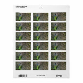 Peacock Etiket (Full Sheet)