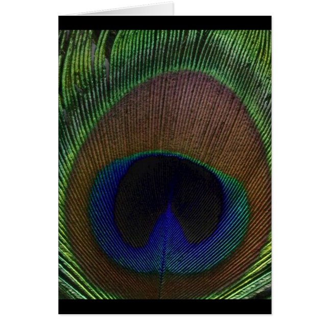 Peacock Feather (Voorkant)