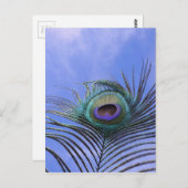 Peacock Feather 2 Foto Briefkaart (Voorkant / Achterkant)