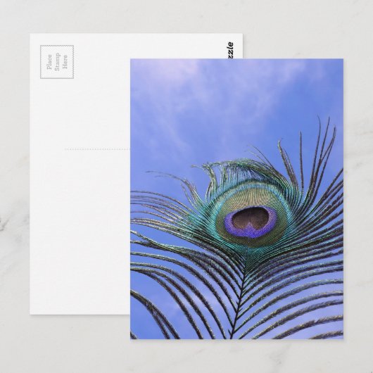 Peacock Feather 2 Foto Briefkaart (Voorkant / Achterkant)