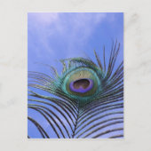 Peacock Feather 2 Foto Briefkaart (Voorkant)
