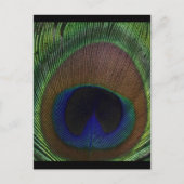Peacock Feather Briefkaart (Voorkant)