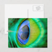 Peacock Feather Briefkaart (Voorkant / Achterkant)