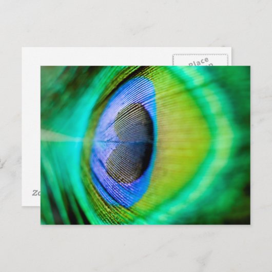 Peacock Feather Briefkaart (Voorkant / Achterkant)